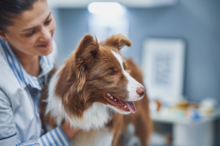 Veterinarian Nutritionist with dog patient